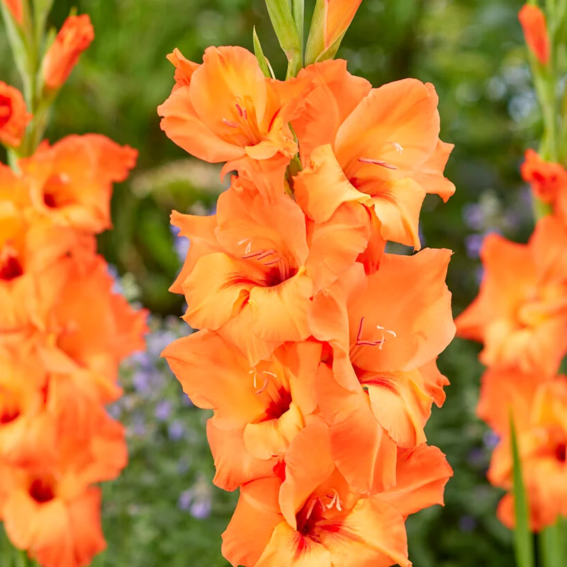 Gladiolus Mix Flower Bulbs