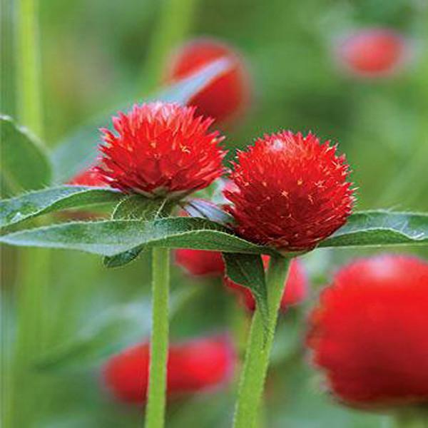 Gomphrena Red Flower Seeds-chloriseeds