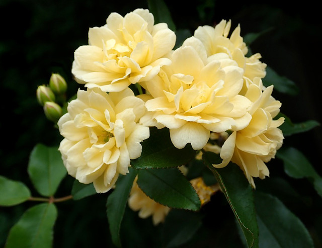 Lady Banks' Rose (Rosa banksiae)