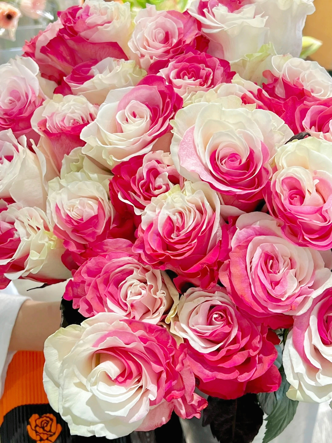 Fuchsia white rose seeds - Cozy Beauty-chloriseeds