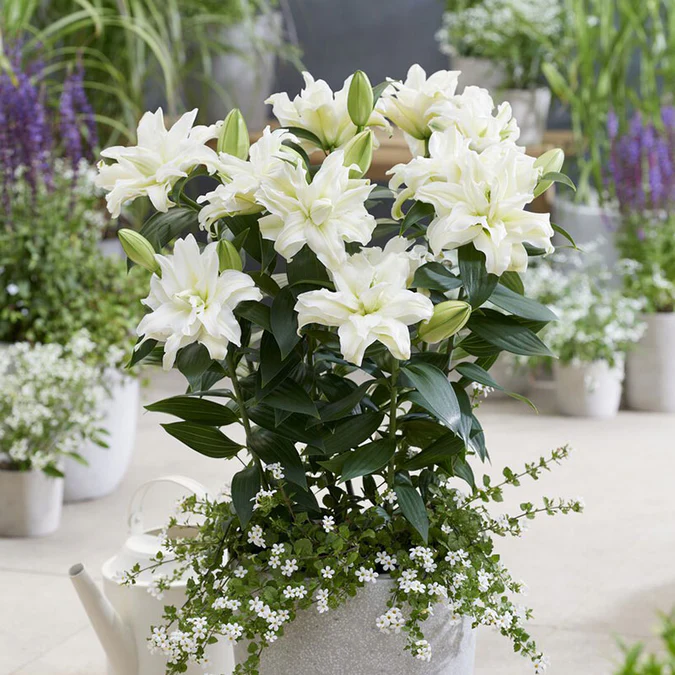 Rare Double Lily Perfume Bulbs