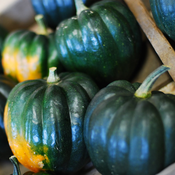 Royal Squash Seeds-chloriseeds