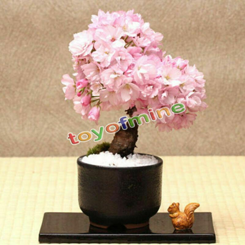 20PCS Cherry Bonsai Bonsai Tree Japanese New Blossoms Sakura seeds Flower Seeds-chloriseeds
