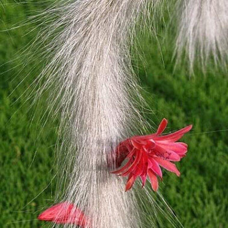 50Pcs Hildewintera Colademononis * Stunning Monkey Tail Cactus-chloriseeds