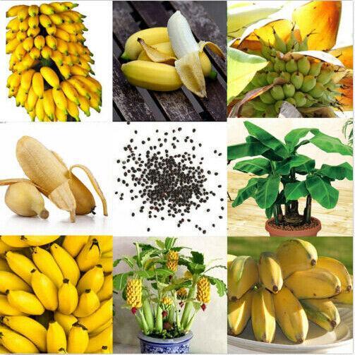 30pcs Dwarf Banana Seeds Bonsai Tree Tropical Fruit Seeds Balcony Home Plants-chloriseeds