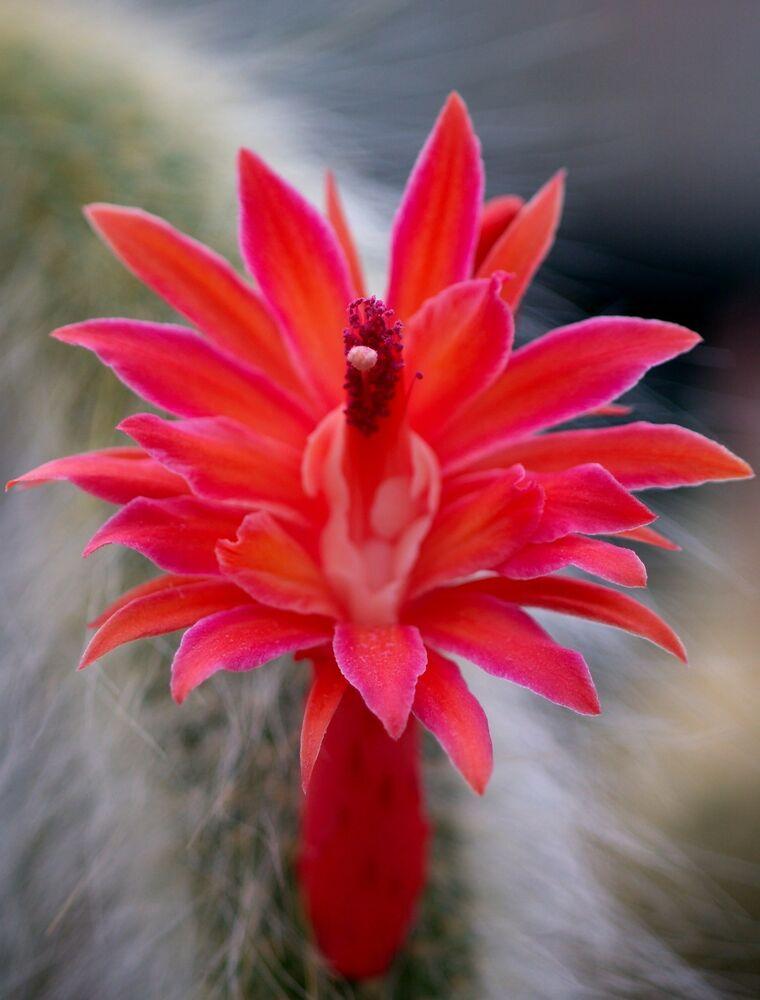 50Pcs Hildewintera Colademononis * Stunning Monkey Tail Cactus-chloriseeds