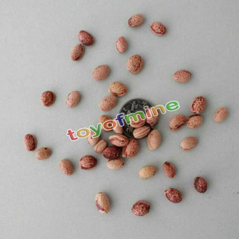 20PCS Cherry Bonsai Bonsai Tree Japanese New Blossoms Sakura seeds Flower Seeds-chloriseeds