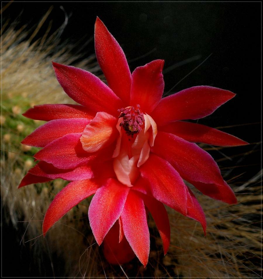 50Pcs Hildewintera Colademononis * Stunning Monkey Tail Cactus-chloriseeds