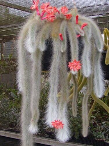 50Pcs Hildewintera Colademononis * Stunning Monkey Tail Cactus-chloriseeds