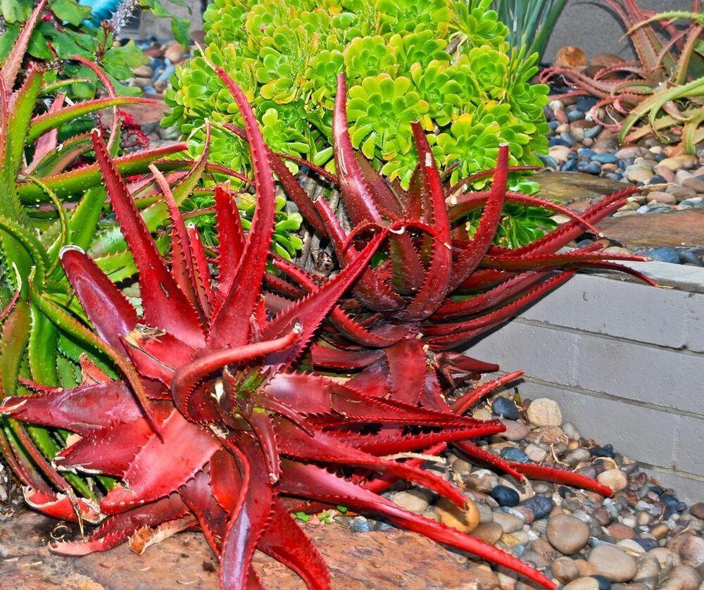 50Pcs ALOE CAMERONII - Red Aloe Vera-chloriseeds