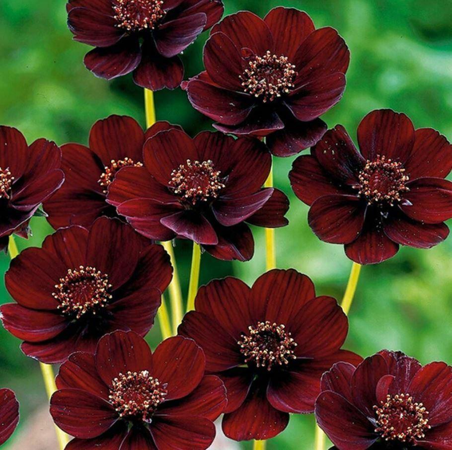 50Pcs Rare Chocolate Flowers Seeds Cosmos Bonsai-chloriseeds