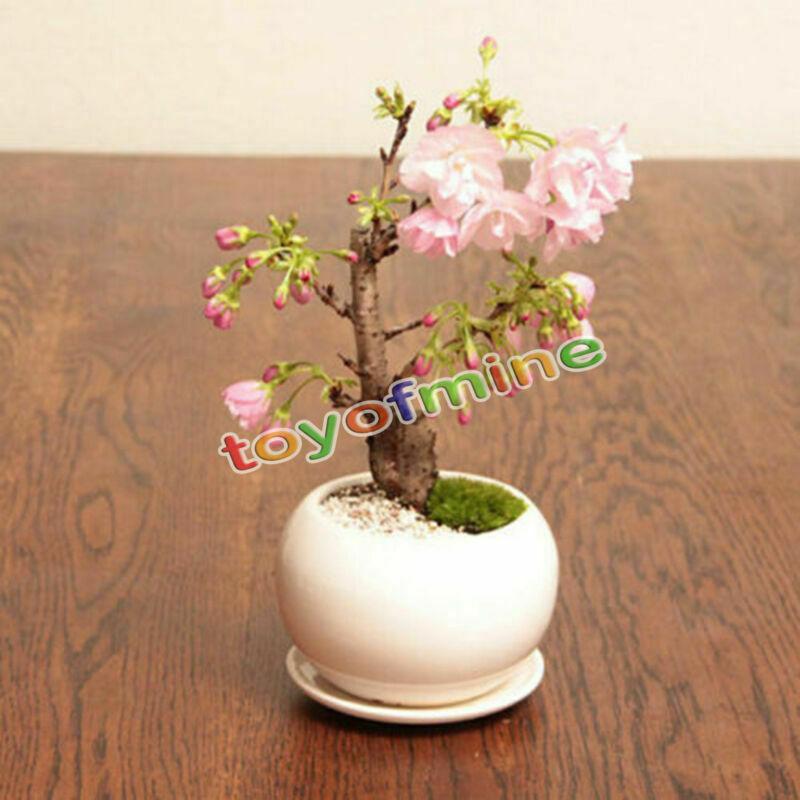 20PCS Cherry Bonsai Bonsai Tree Japanese New Blossoms Sakura seeds Flower Seeds-chloriseeds