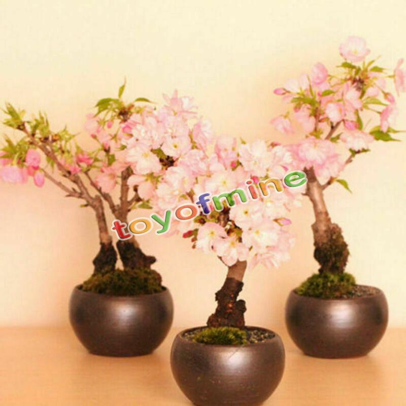 20PCS Cherry Bonsai Bonsai Tree Japanese New Blossoms Sakura seeds Flower Seeds-chloriseeds