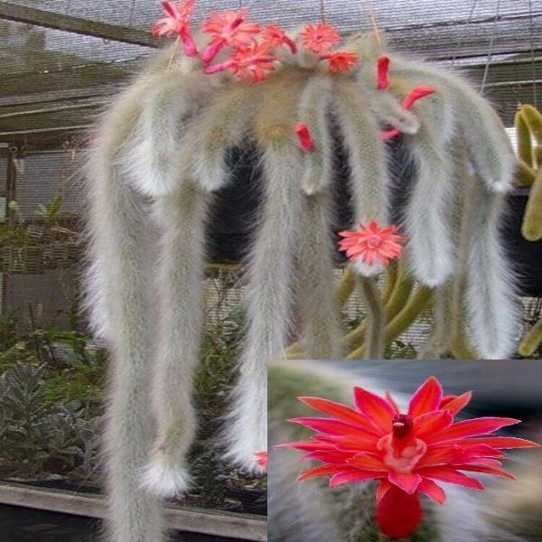 50Pcs Hildewintera Colademononis * Stunning Monkey Tail Cactus-chloriseeds