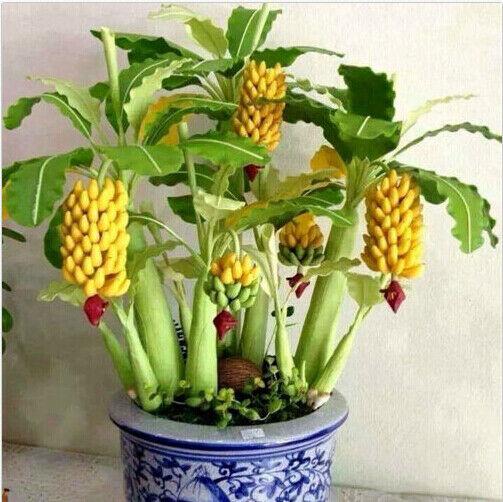 30pcs Dwarf Banana Seeds Bonsai Tree Tropical Fruit Seeds Balcony Home Plants-chloriseeds