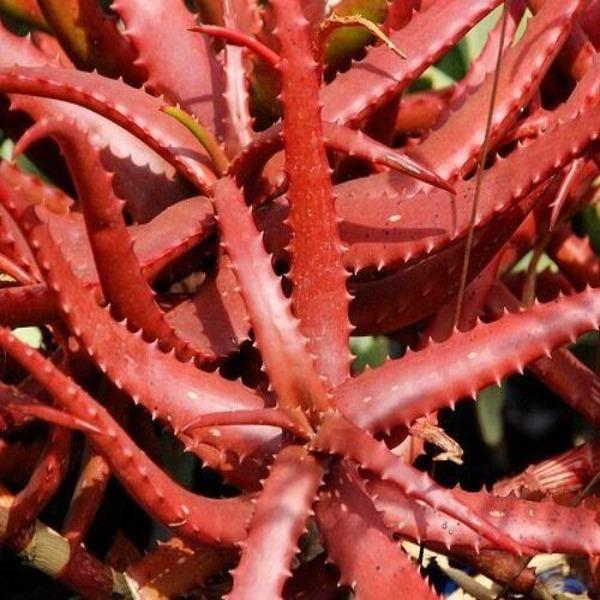50Pcs ALOE CAMERONII - Red Aloe Vera-chloriseeds