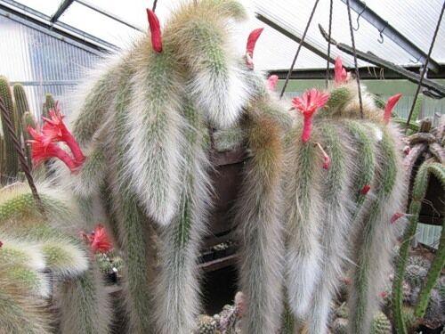 50Pcs Hildewintera Colademononis * Stunning Monkey Tail Cactus-chloriseeds