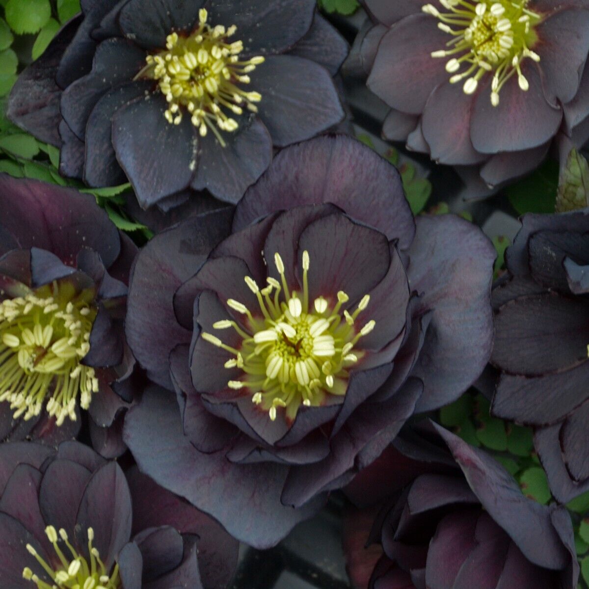 Christmas Rose Seeds