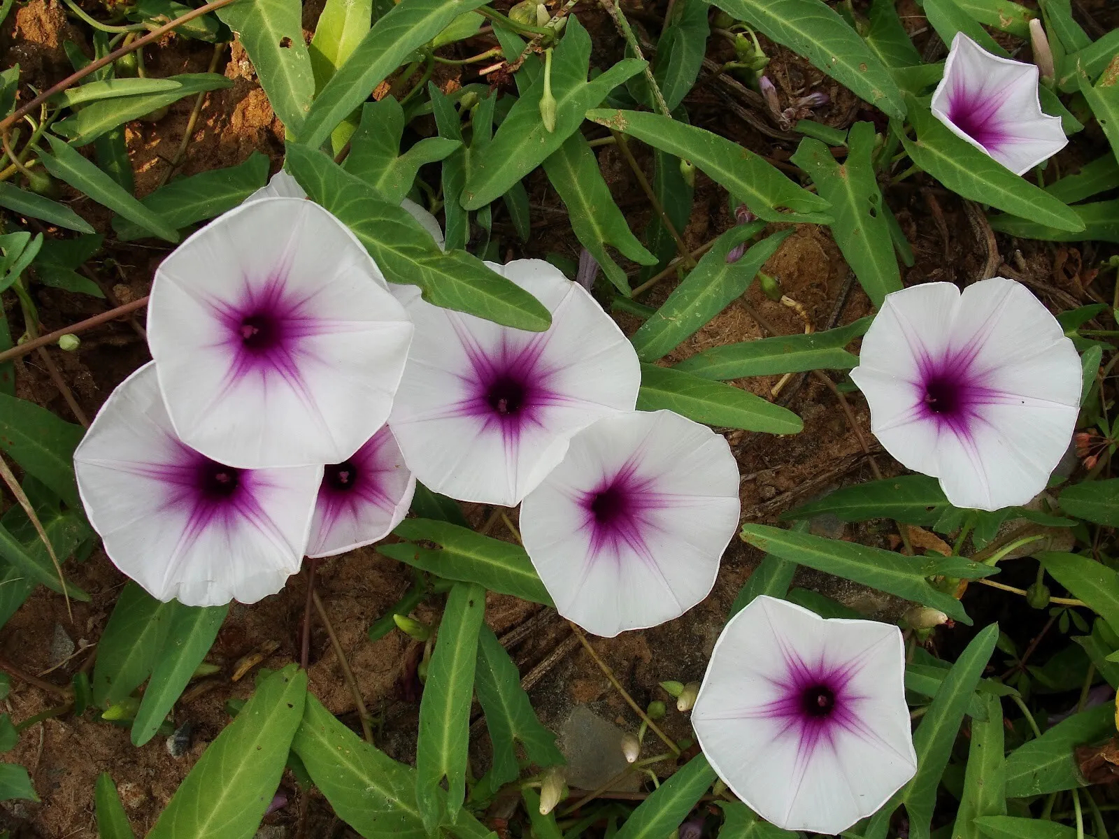 Water Spinach Seeds, Kangkong Seeds