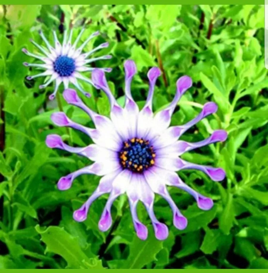 🌸 Colorful Daisy Flower Seeds – Bring Vibrant Blooms to Your Garden! 🌸
