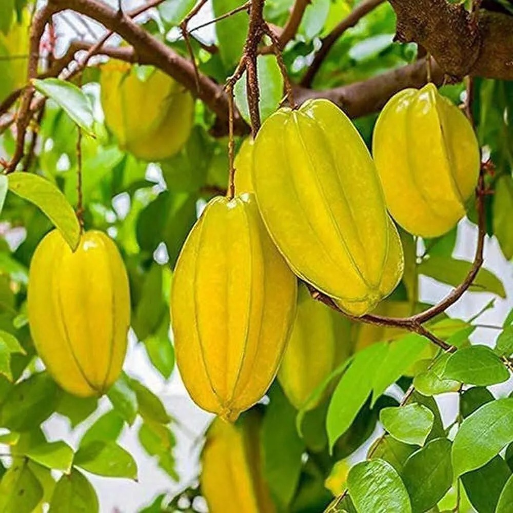 Four Season Sweet Yellow Averroes Carambola Seeds, Star Fruit Seeds