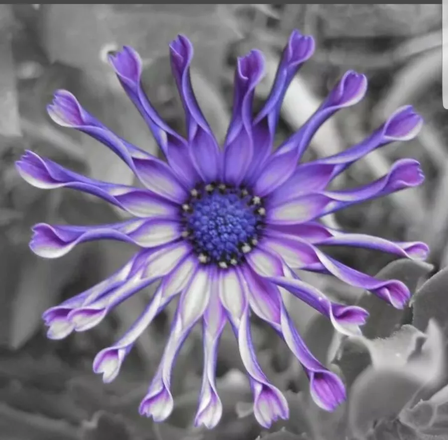 🌸 Colorful Daisy Flower Seeds – Bring Vibrant Blooms to Your Garden! 🌸