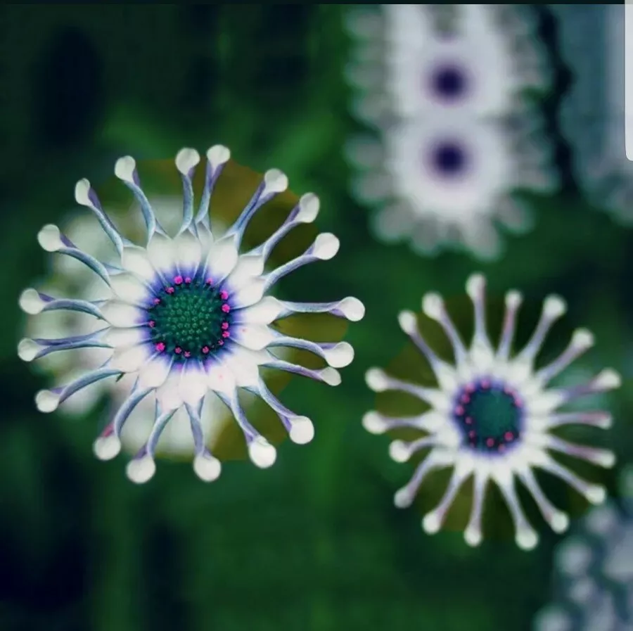 🌸 Colorful Daisy Flower Seeds – Bring Vibrant Blooms to Your Garden! 🌸