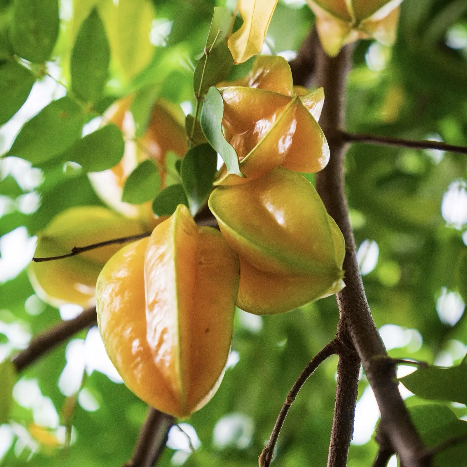 Four Season Sweet Yellow Averroes Carambola Seeds, Star Fruit Seeds
