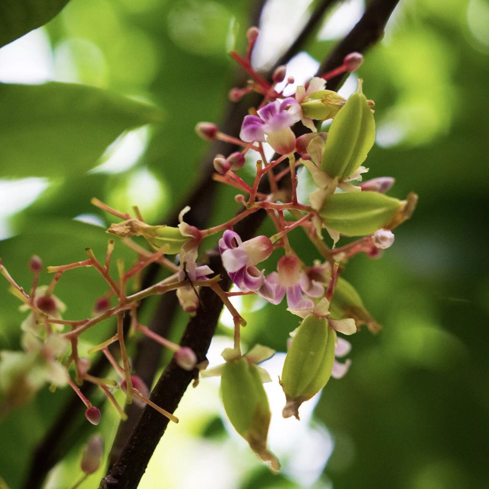 Four Season Sweet Yellow Averroes Carambola Seeds, Star Fruit Seeds