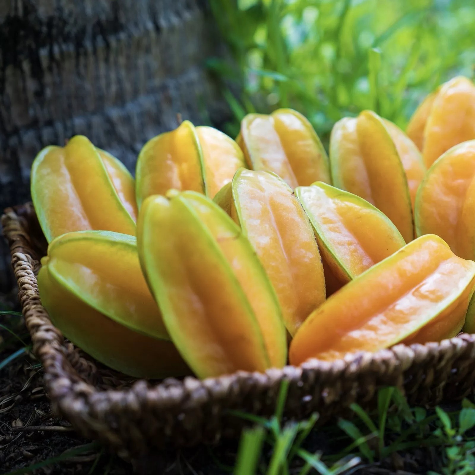 Four Season Sweet Yellow Averroes Carambola Seeds, Star Fruit Seeds