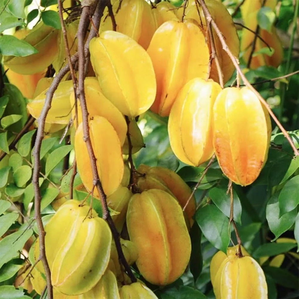 Four Season Sweet Yellow Averroes Carambola Seeds, Star Fruit Seeds