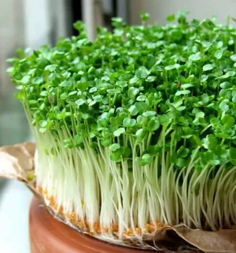 Rocket Cultivated herb Microgreens - Micro Rocket Cultivated herb x 2000 seeds