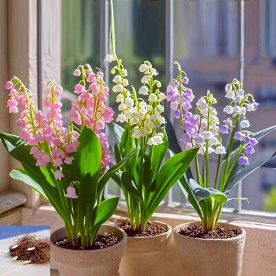 🌸 Lily of the Valley Seeds – A Symbol of Purity & Grace! 🌿