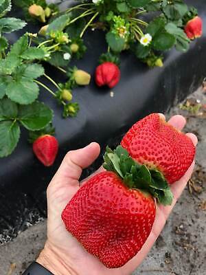 Giant Strawberry Seeds