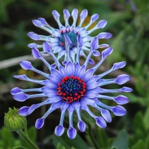 20Pcs Rare Blue Daisy Plants Flower Seeds Garden Plant