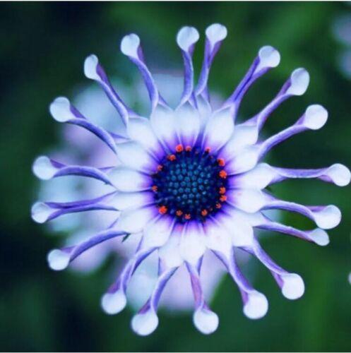 20Pcs Rare Blue Daisy Plants Flower Seeds Garden Plant
