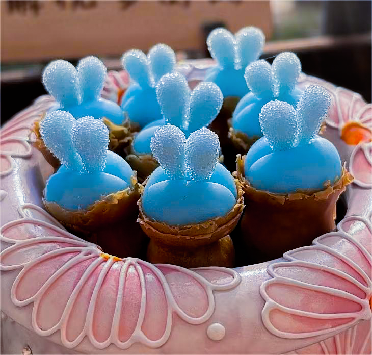 Blue Rabbit Ear Succulent seeds, Rare succulent-chloriseeds