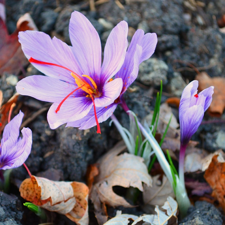 Crocus Sativus Bulbs