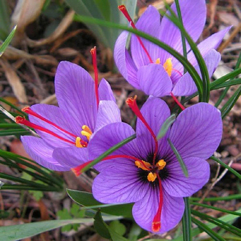 Crocus Sativus Bulbs
