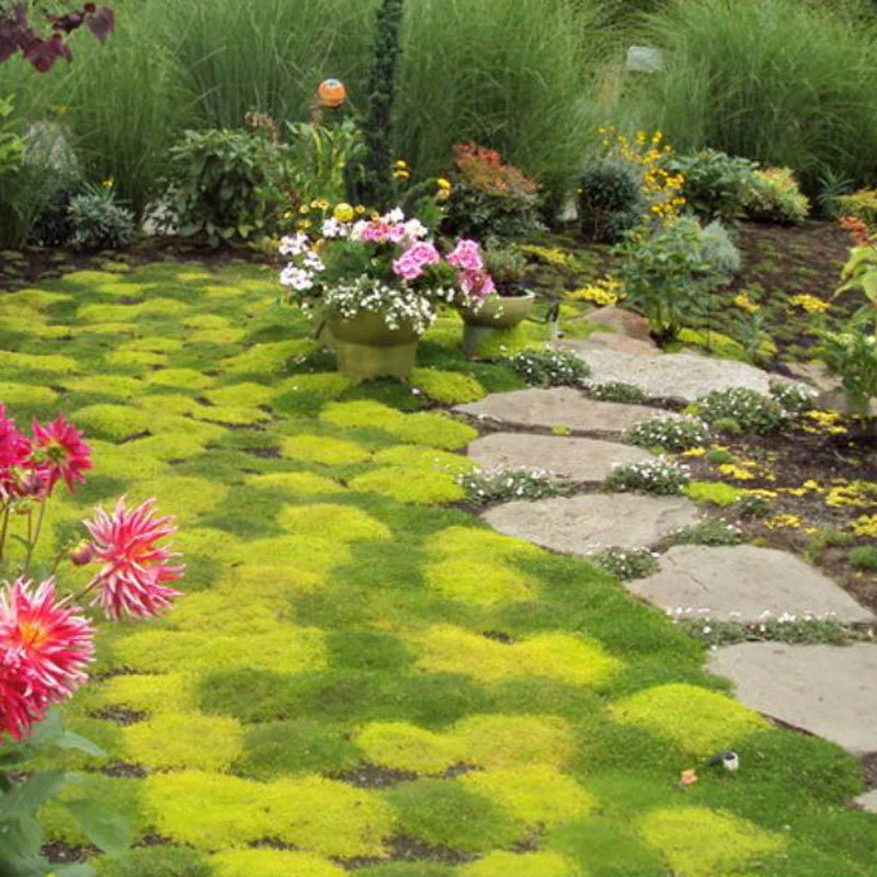 Seeds, Sagina Subulata, Pearlwort, Ground Cover