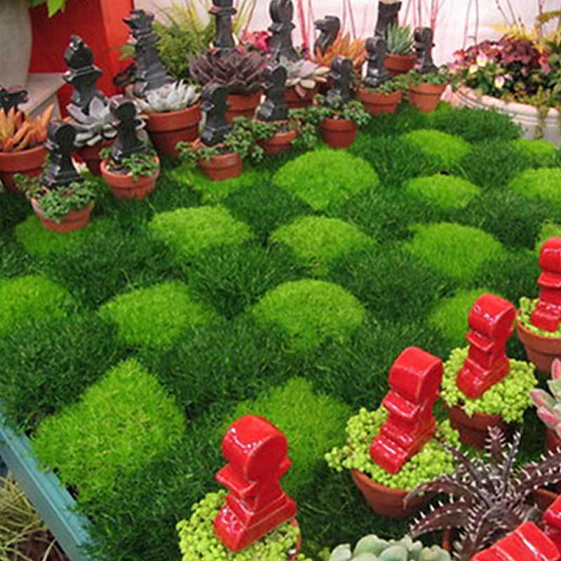 Seeds, Sagina Subulata, Pearlwort, Ground Cover