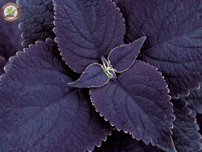 🌈 Rainbow Coleus Mix Seeds