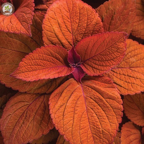 🌈 Rainbow Coleus Mix Seeds