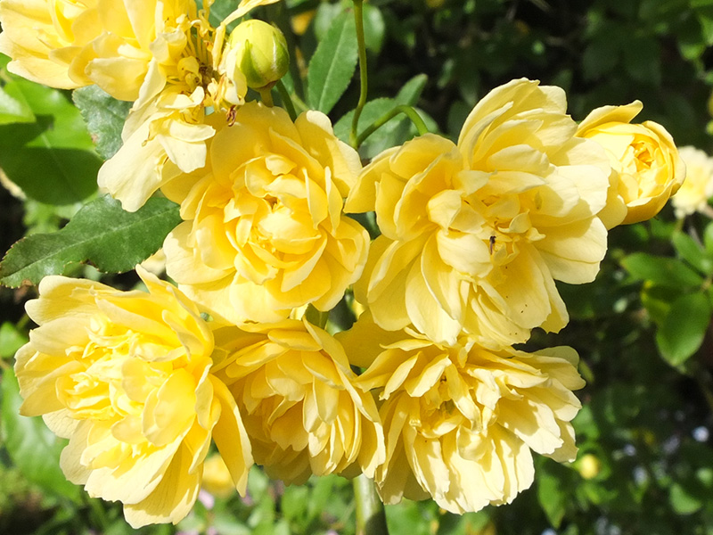 Lady Banks' Rose (Rosa banksiae)