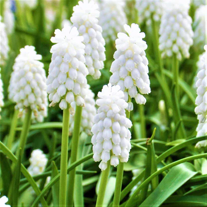 Grape Hyacinth Bulbs