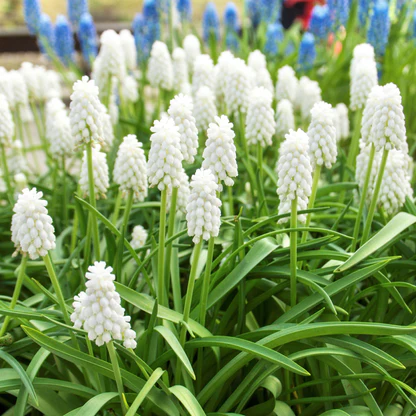 Grape Hyacinth Bulbs