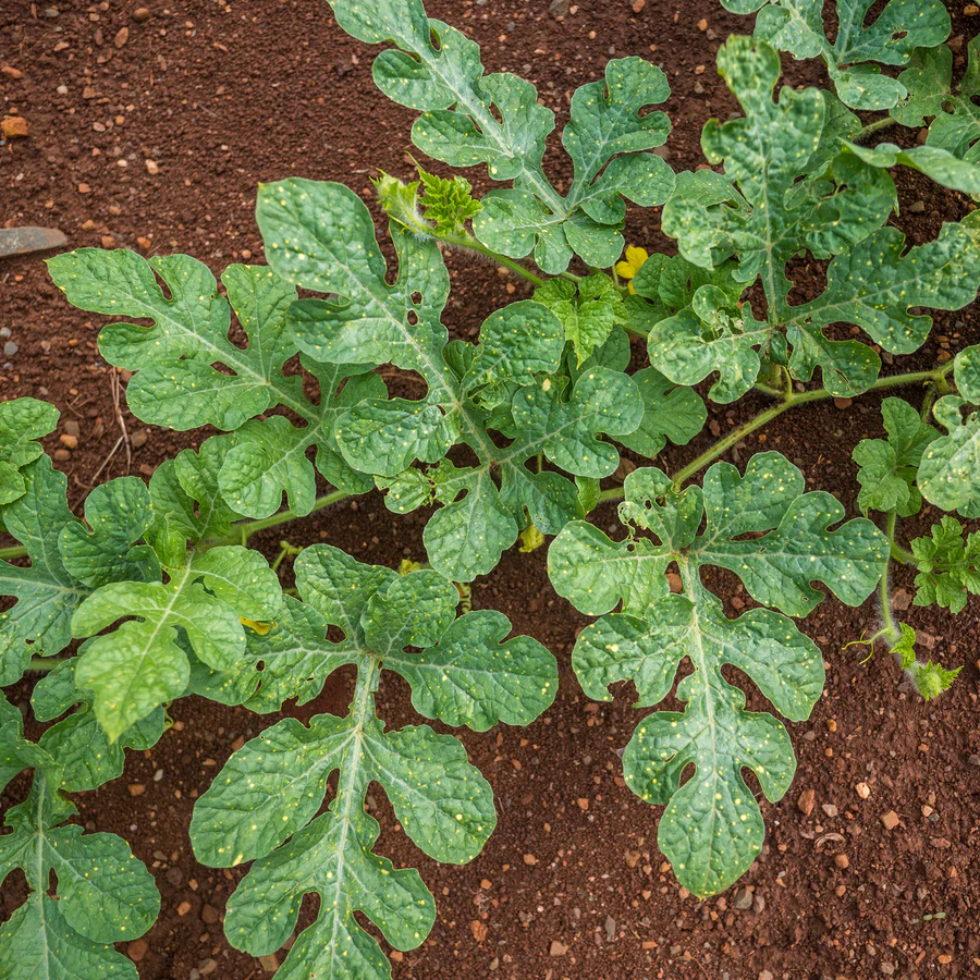 Moon and Stars Watermelon Seeds