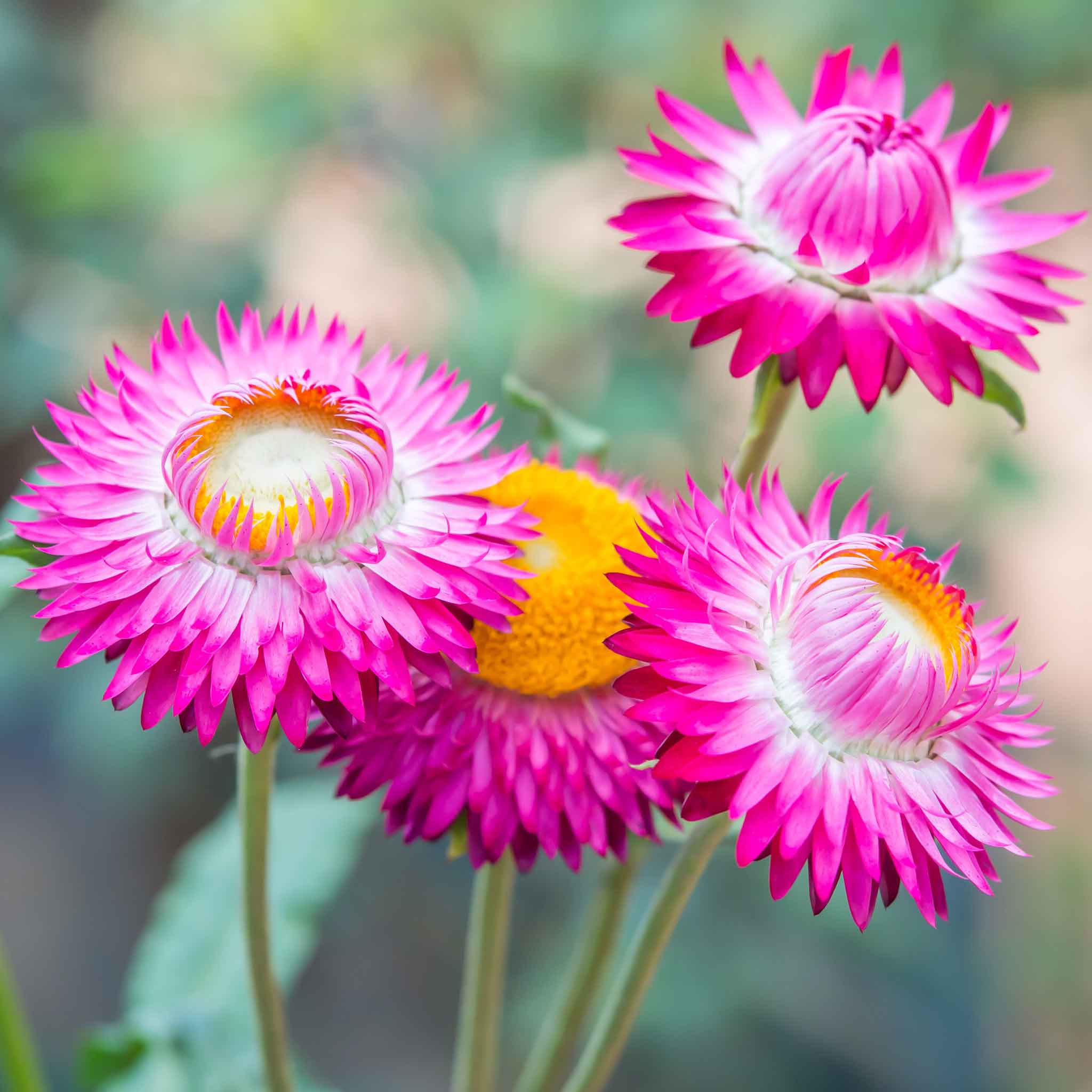 🌼 Strawflower Seeds – Everlasting Beauty for Your Garden! ✨