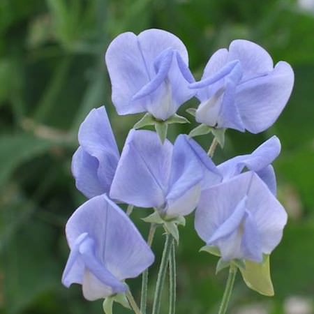 Sweet Pea Flower Seeds 🌸