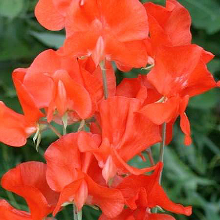Sweet Pea Flower Seeds 🌸